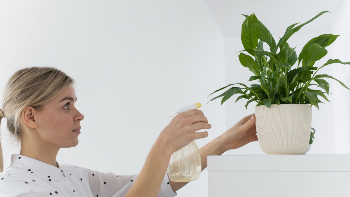 piante da interno che purificano l'aria