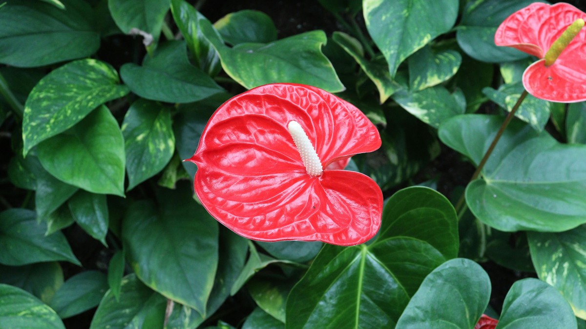 varieta di anthurium