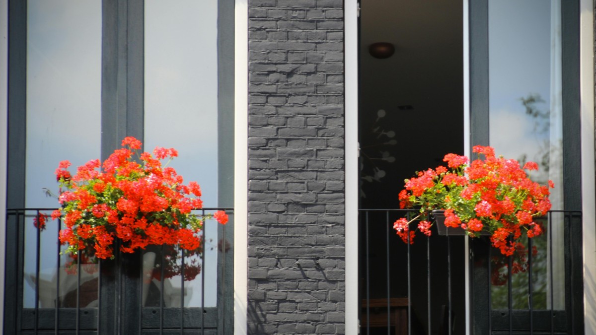 concime per gerani fatto in casa