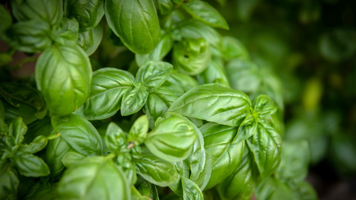 come staccare le foglie di basilico