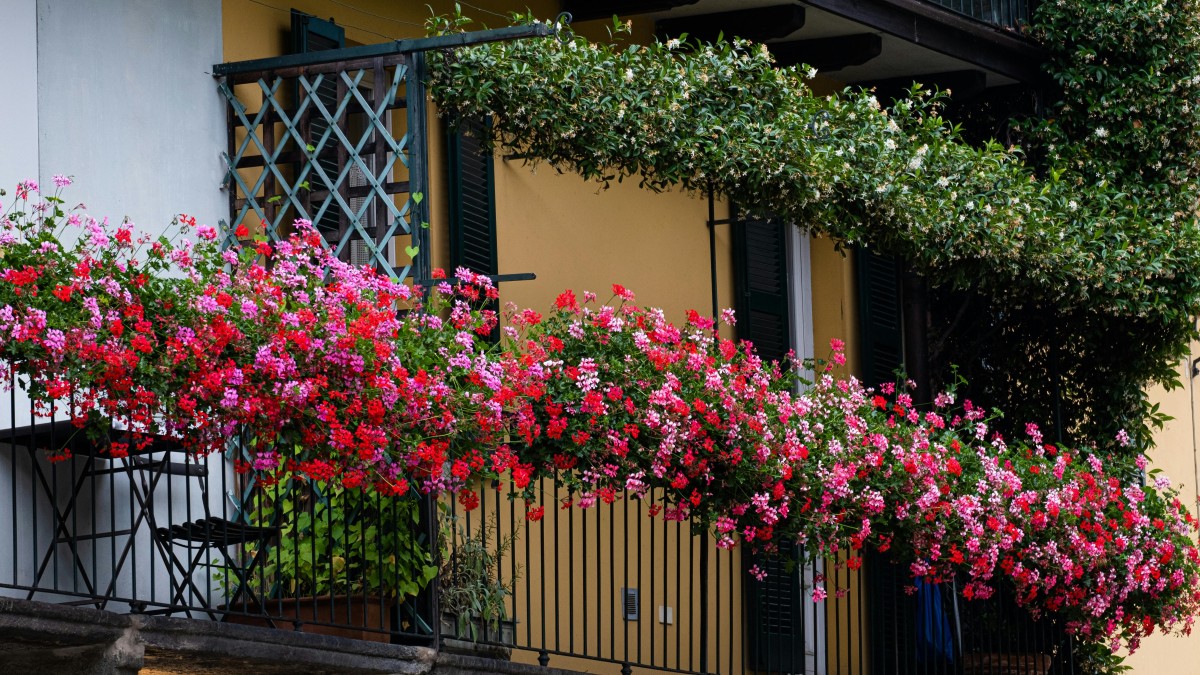 concime per gerani fatto in casa