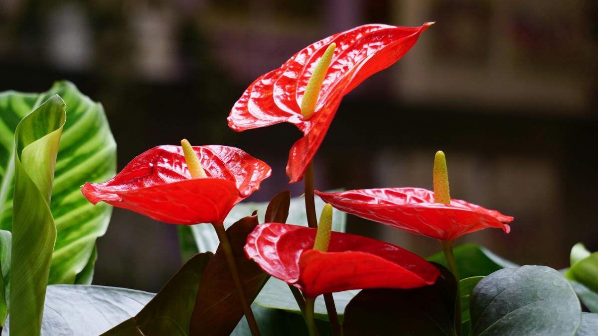 varieta di anthurium