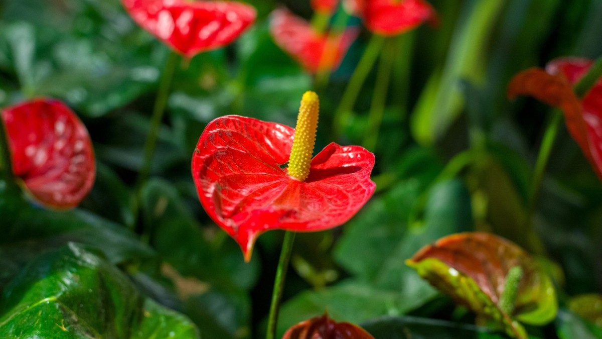 far fiorire l'anthurium