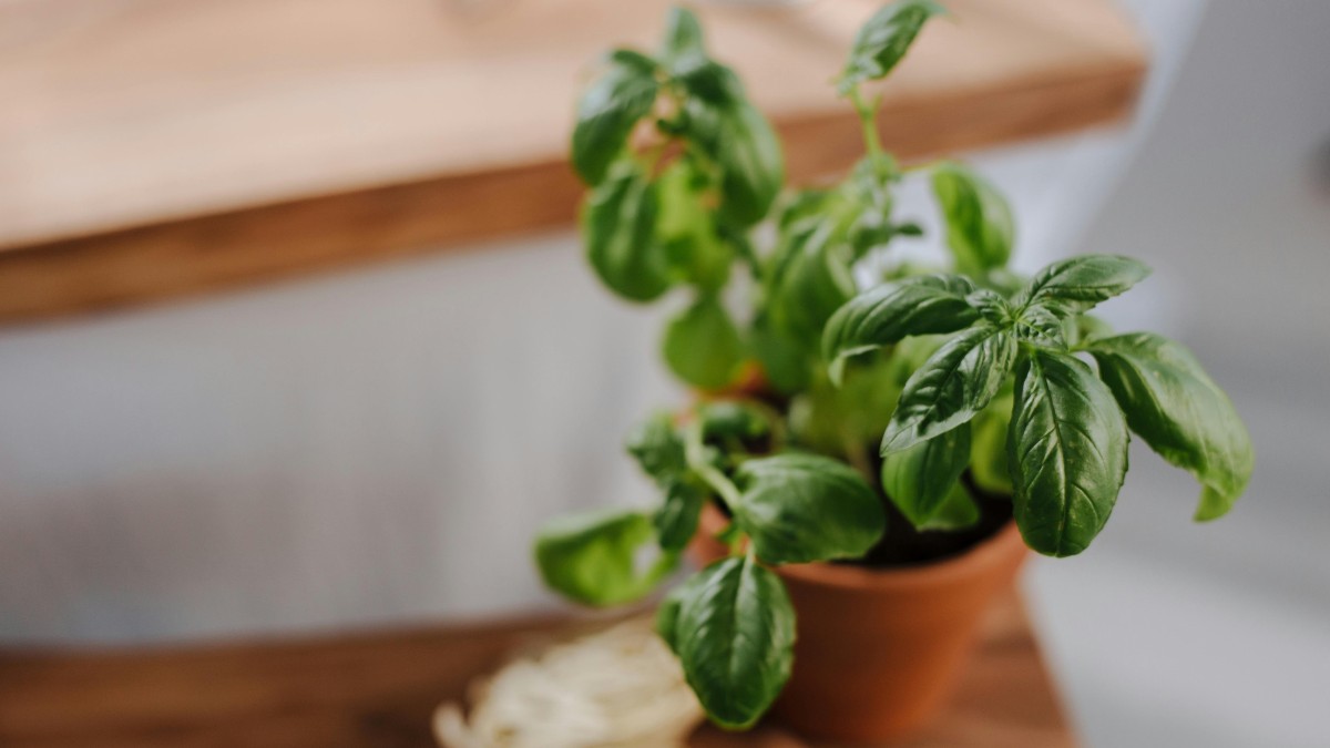 come staccare le foglie del basilico