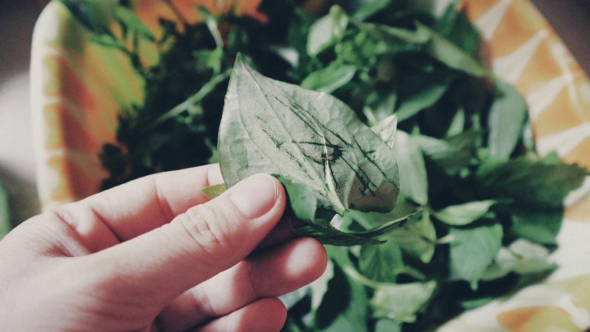 come staccare le foglie del basilico