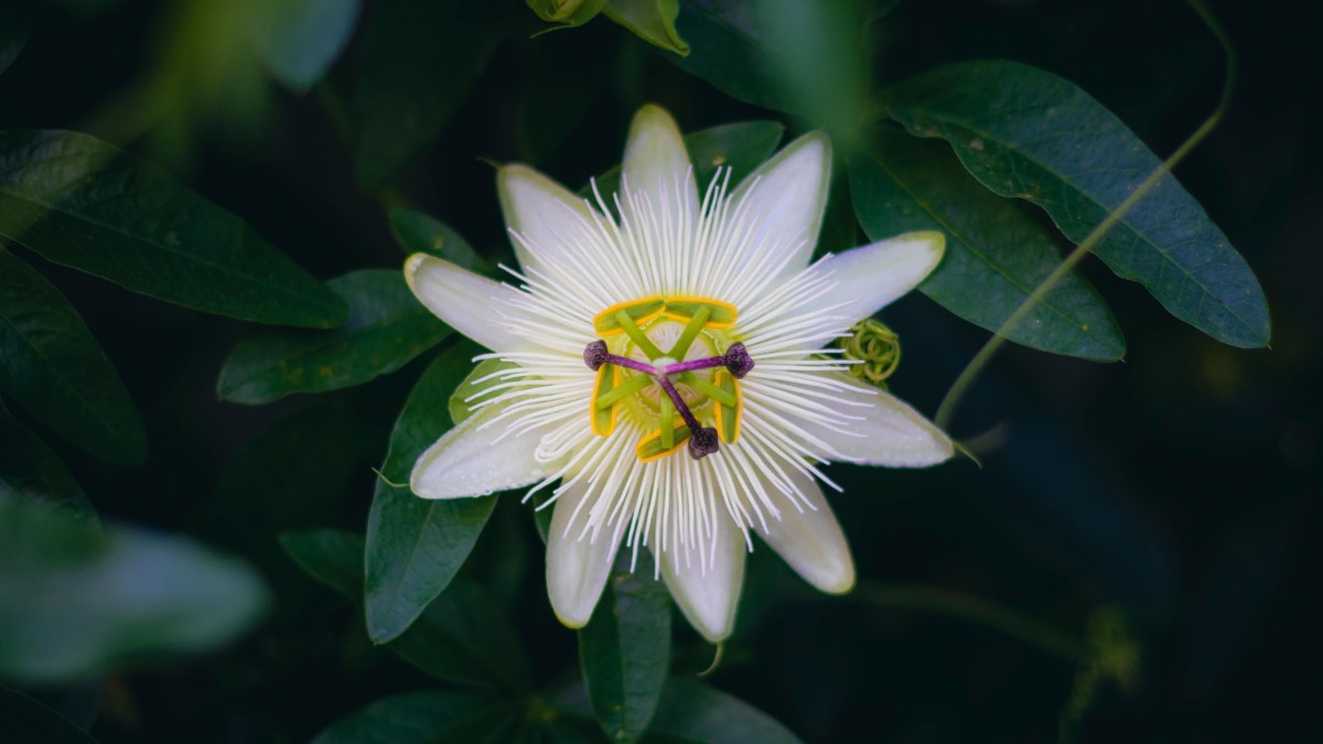 passiflora