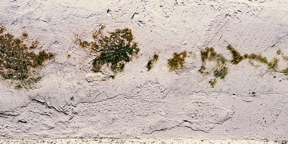 muffa e condensa in casa