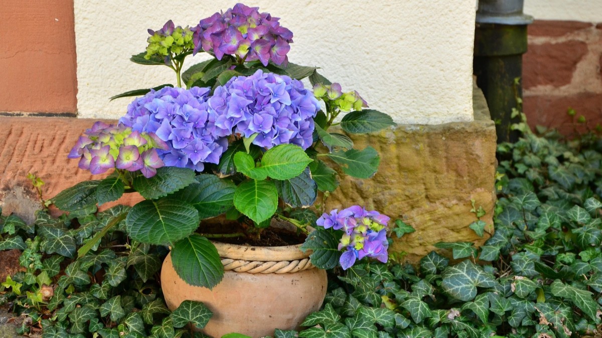 piante che fioriscono a maggio