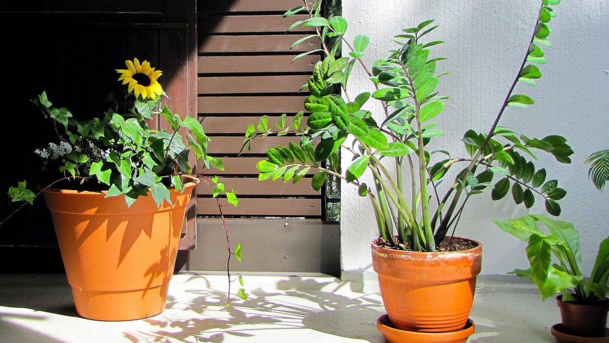 piante cambio di stagione