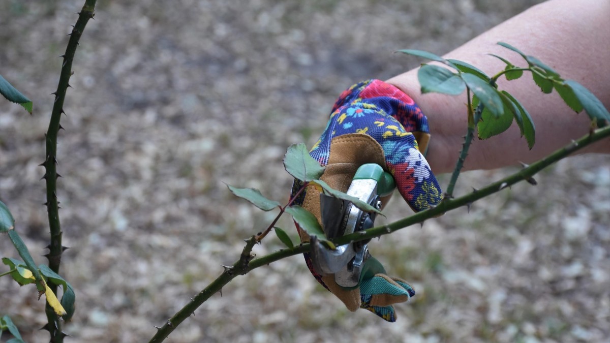 piante che fioriscono a maggio