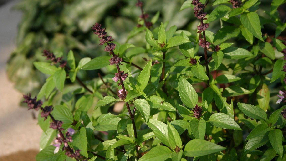 come staccare le foglie di basilico