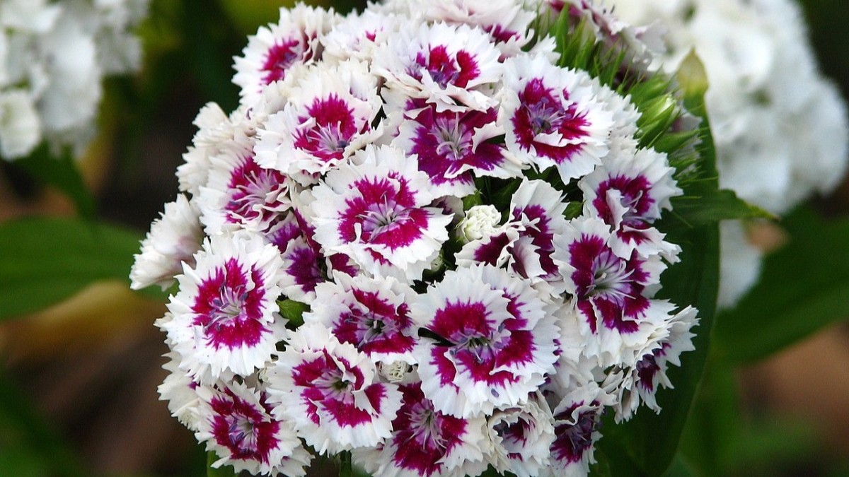 piante che attirano le farfalle