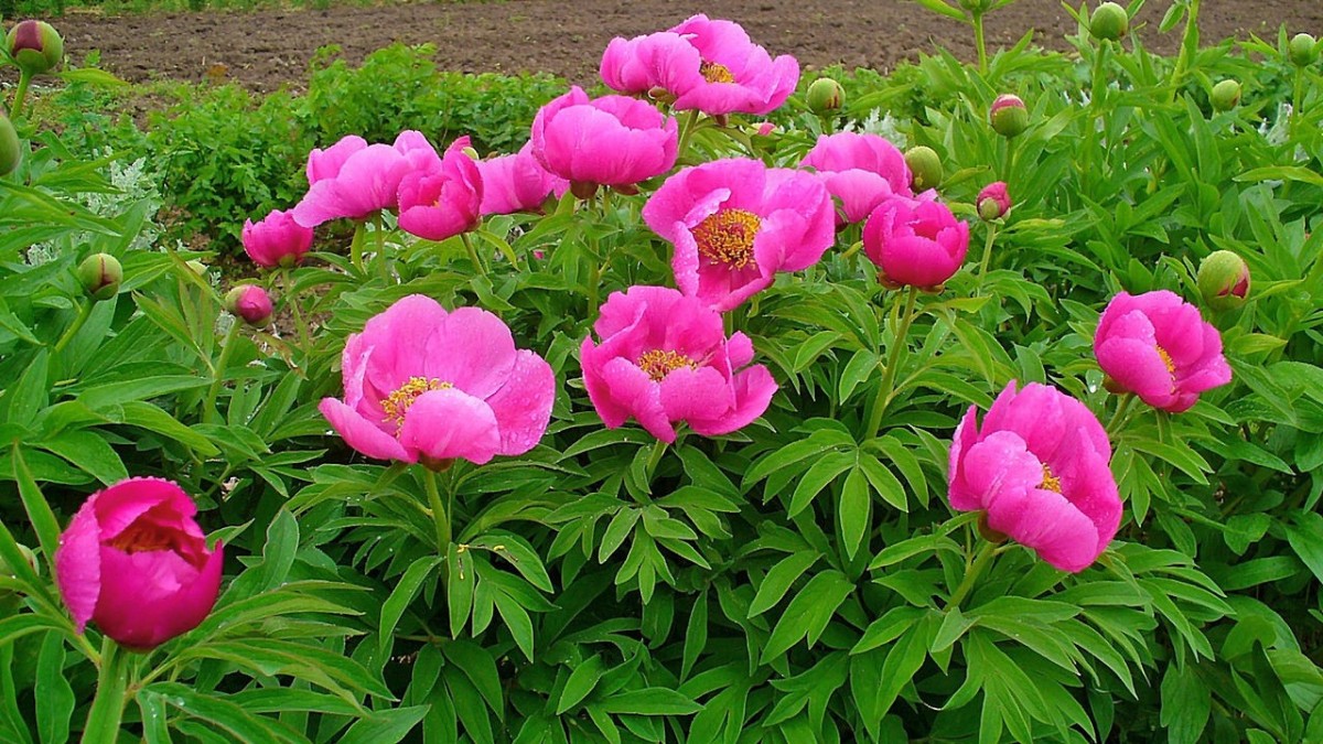 peonia erbacea in vaso