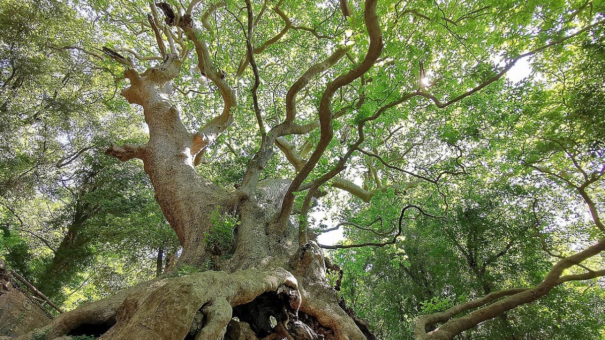 albero piu antico al mondo