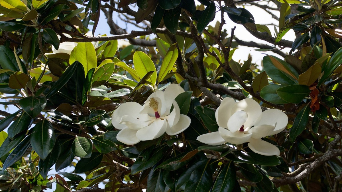 magnolia grandiflora