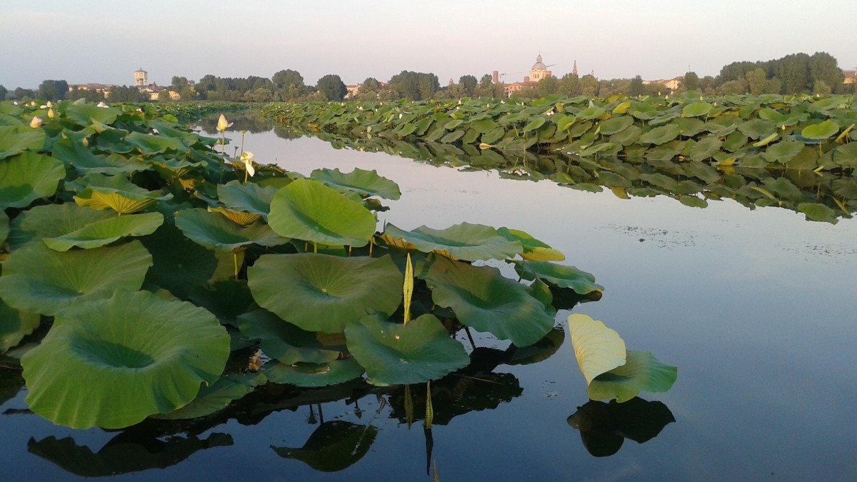 curiosità su mantova