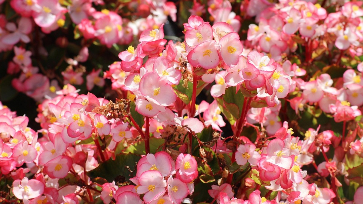 cosa piantare ad aprile