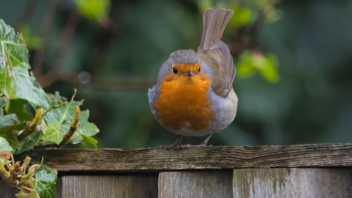 pettirosso porta fortuna