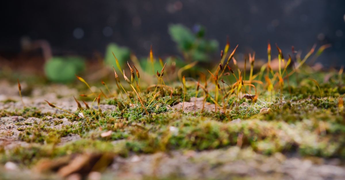 erbaccia che spunta dal terreno