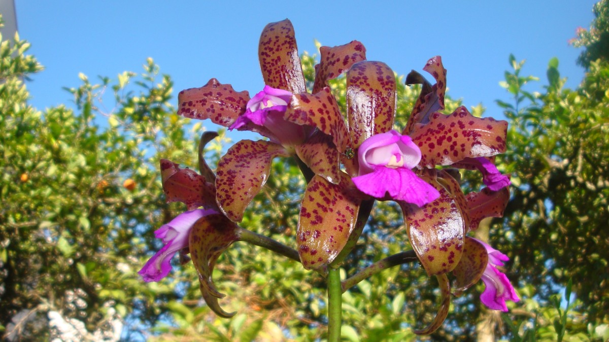 orchidea foglie molli