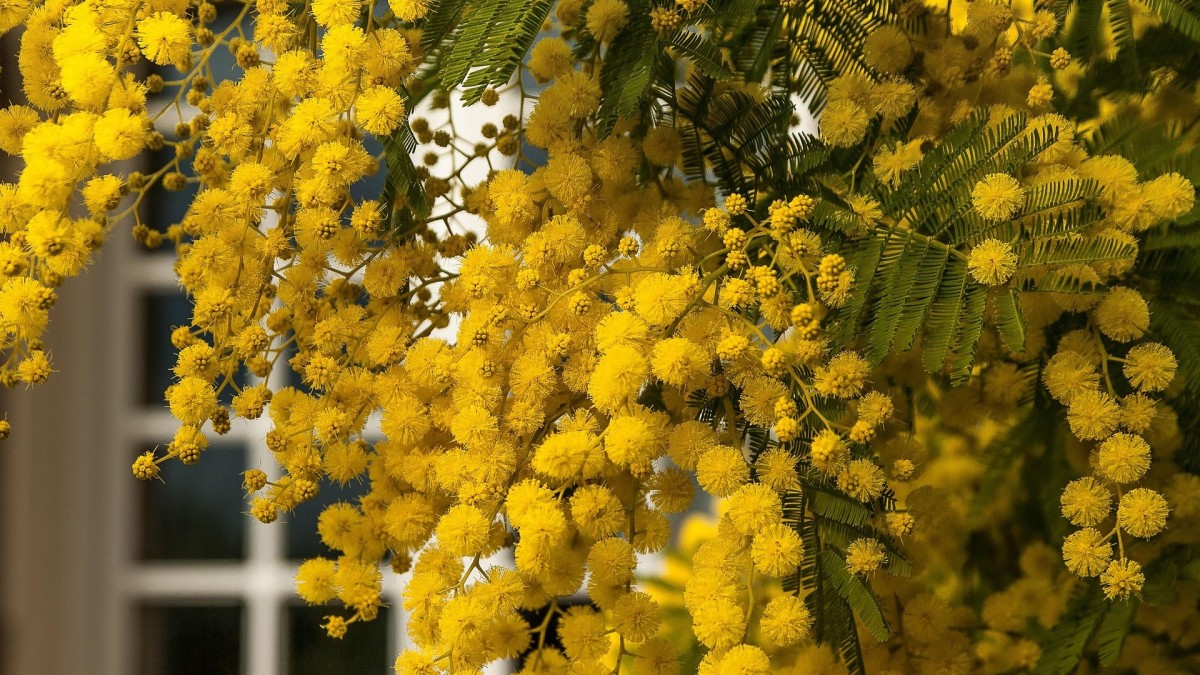 cosa piantare ad aprile