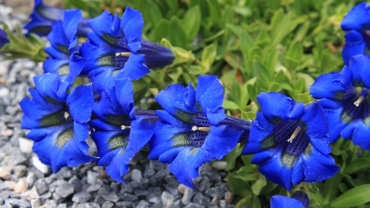 fiori a campanella