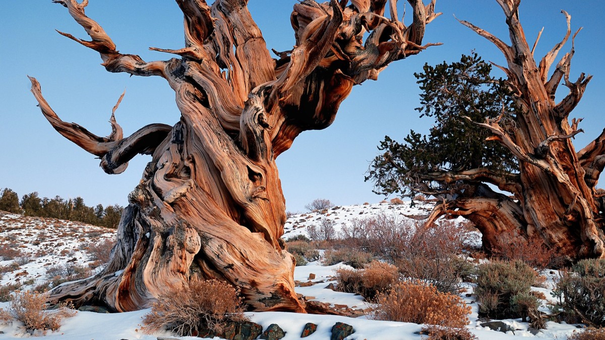 albero piu antico al mondo