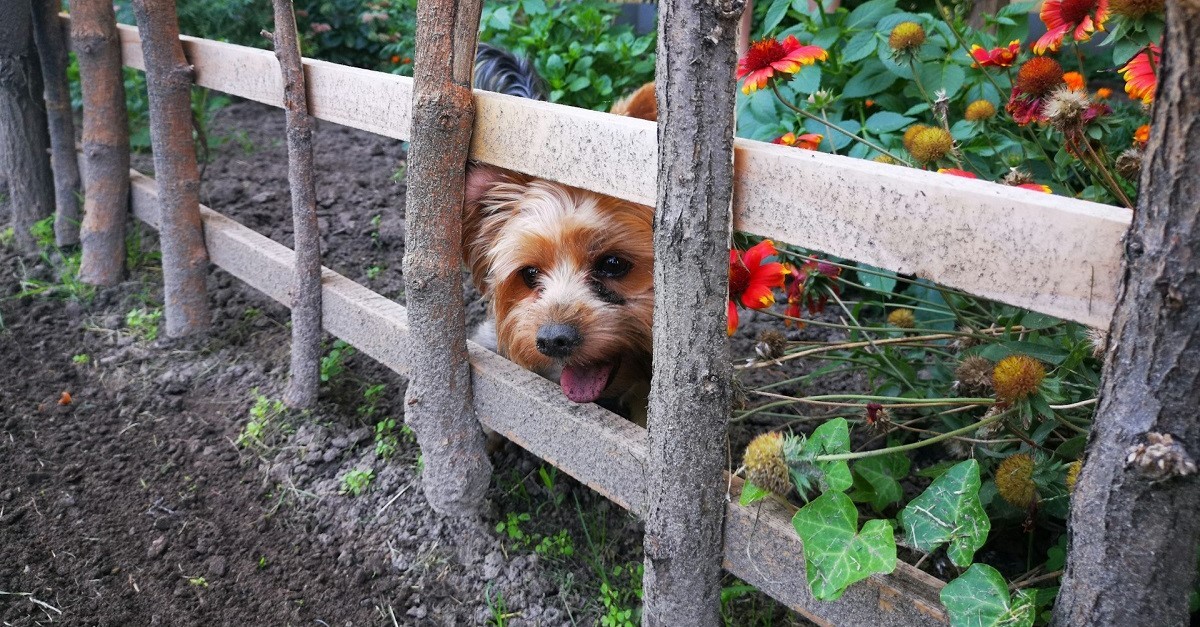 cane di piccola taglia dietro recinto di legno