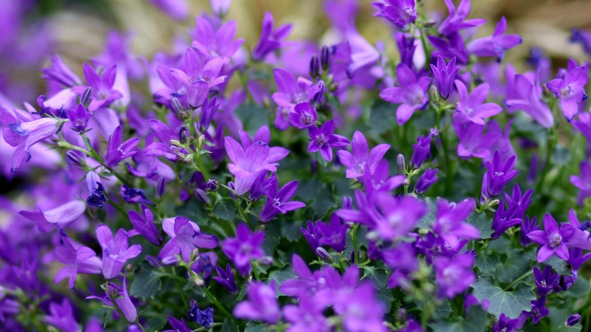 cosa piantare ad aprile