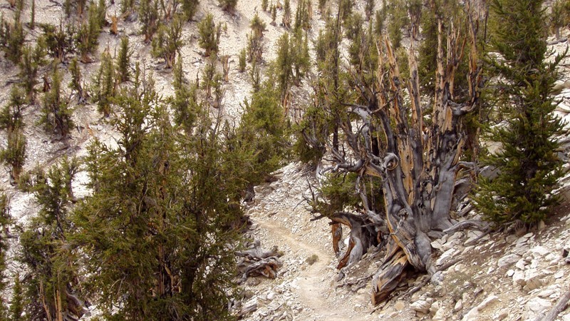albero piu antico al mondo