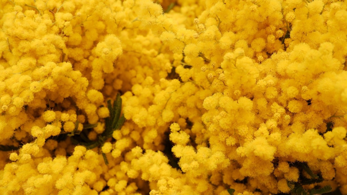 come fare una pianta di mimosa