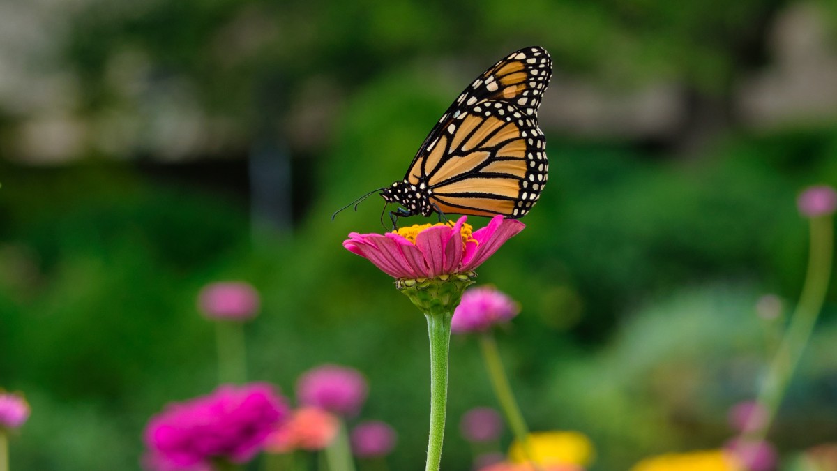 piante che attirano le farfalle