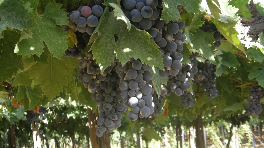 migliori vini abruzzesi