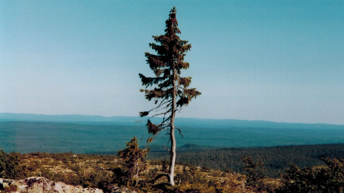 albero piu antico al mondo