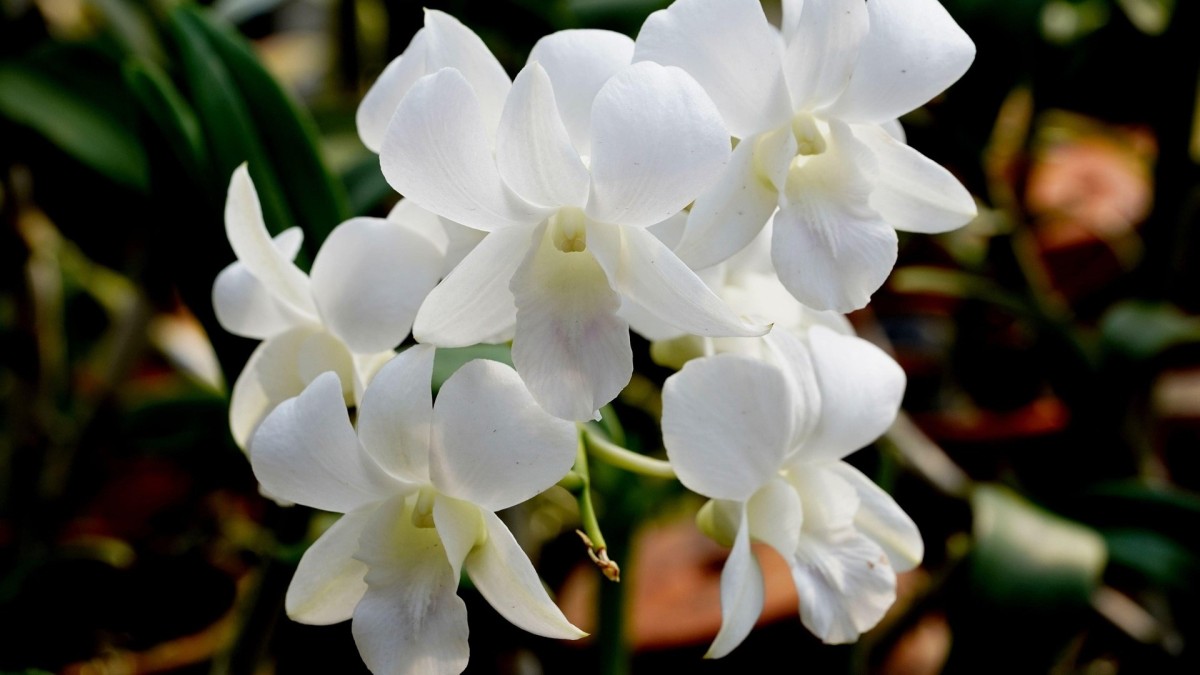 orchidea foglie molli