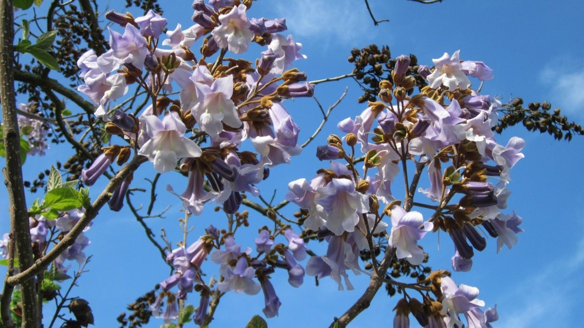 cosa piantare ad aprile