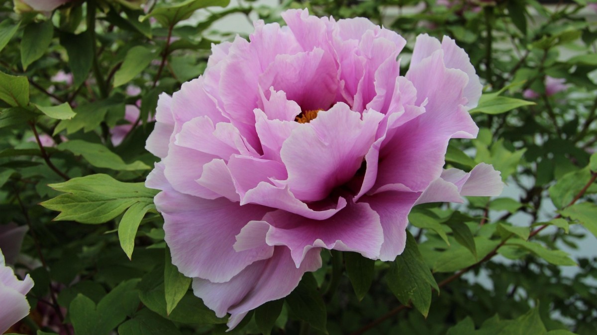 peonia erbacea in vaso