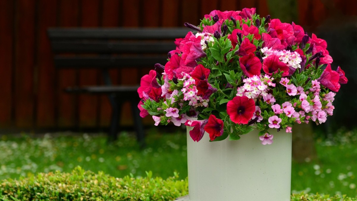 cosa piantare ad aprile