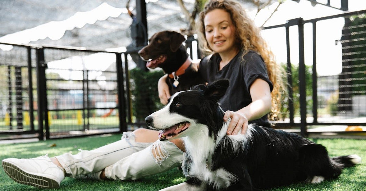 cani circondati da recinzione