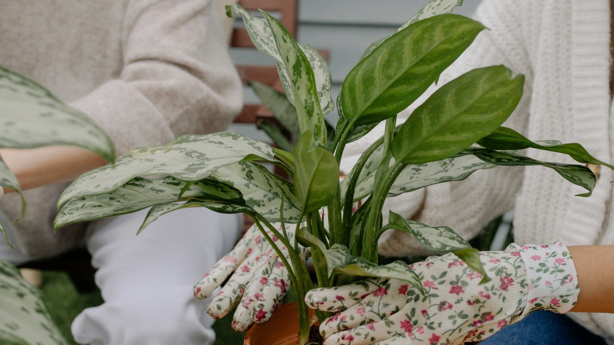 rinvasare piante grandi