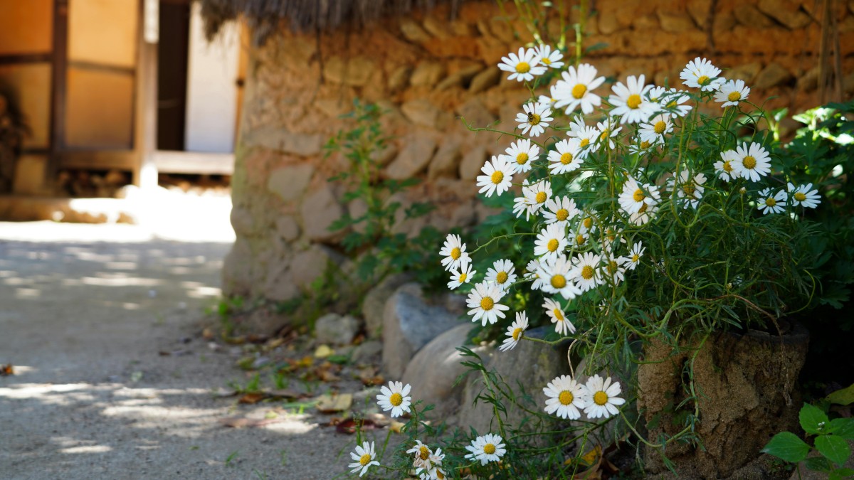 come coltivare le margherite in casa