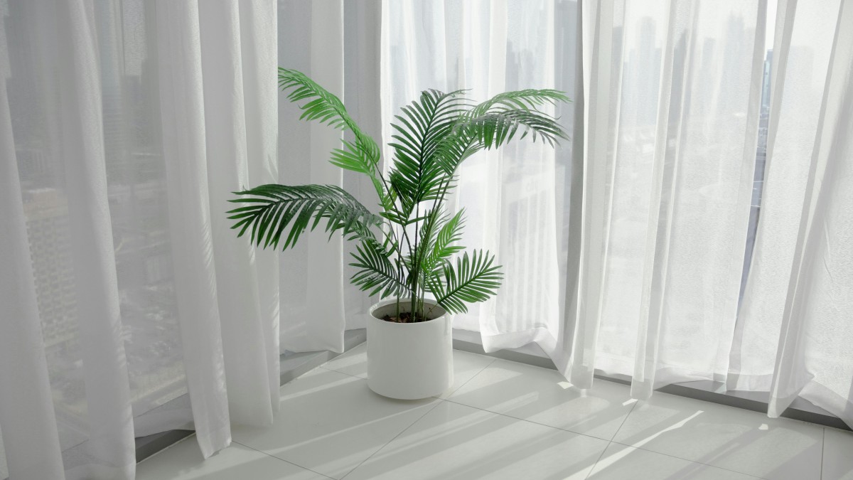 palma di areca
