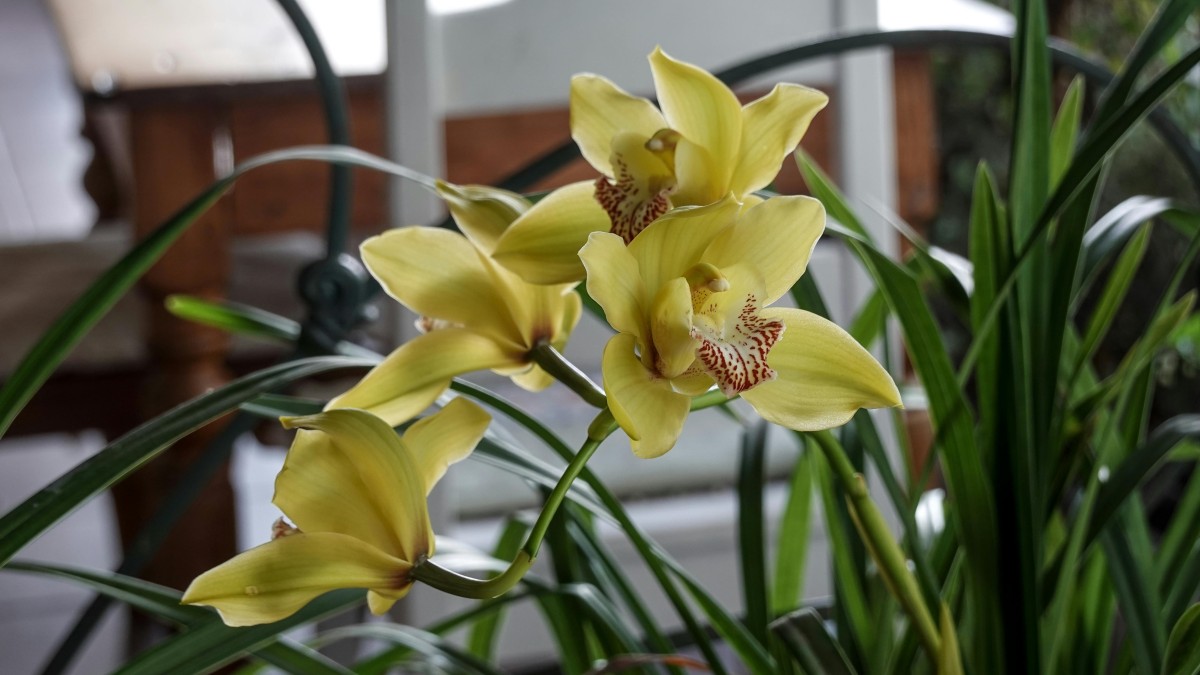 orchidea foglie molli