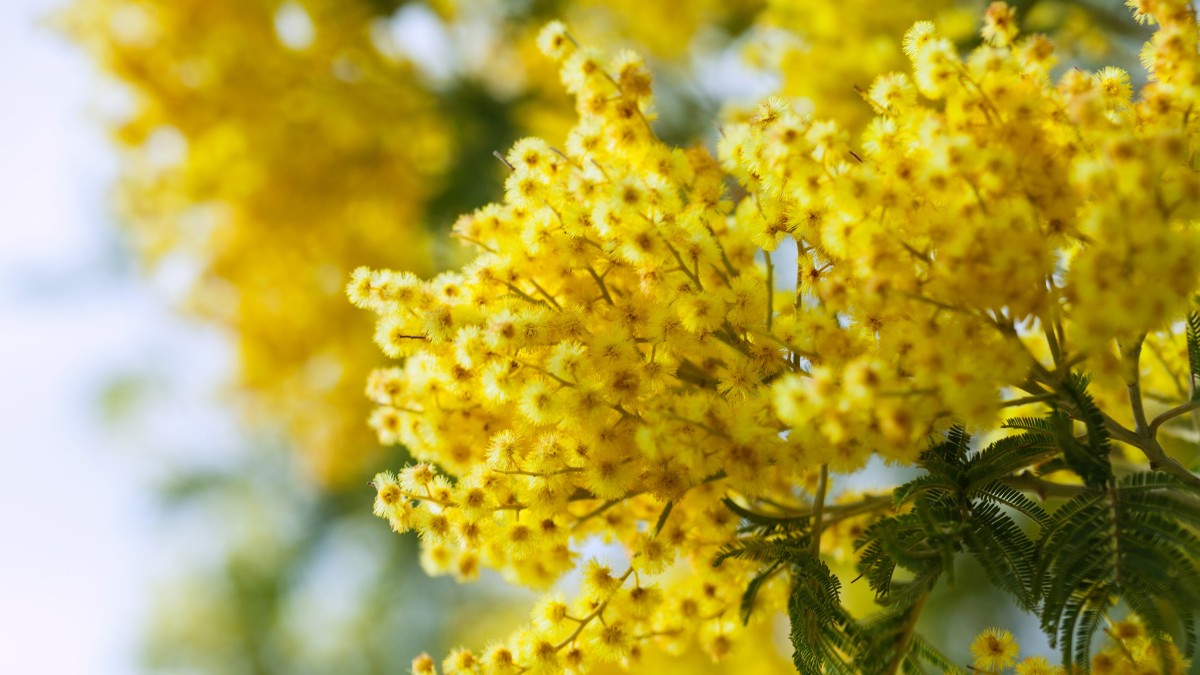 come fare una pianta di mimosa
