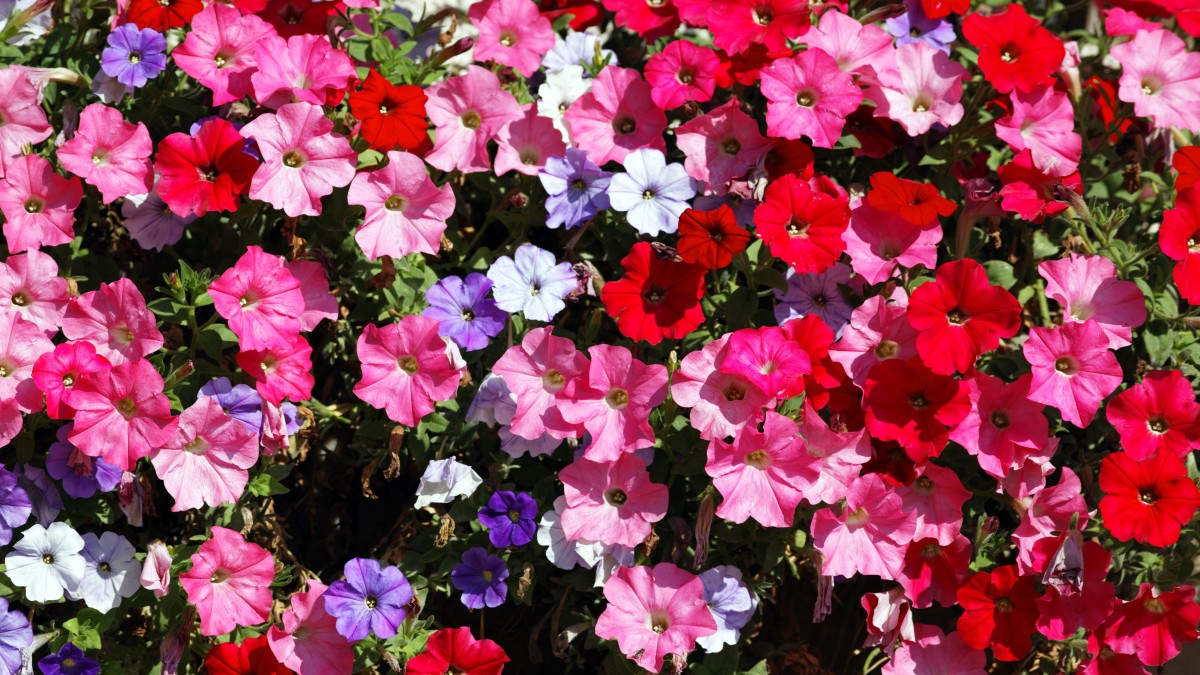 cosa piantare ad aprile