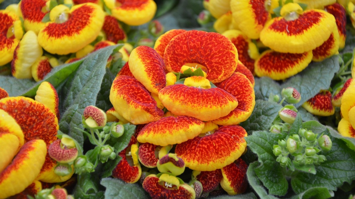 cosa piantare ad aprile