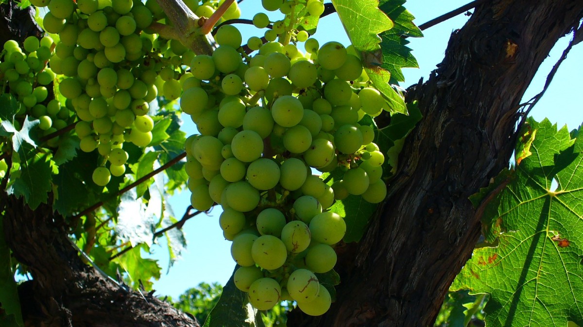 migliori vini del lazio
