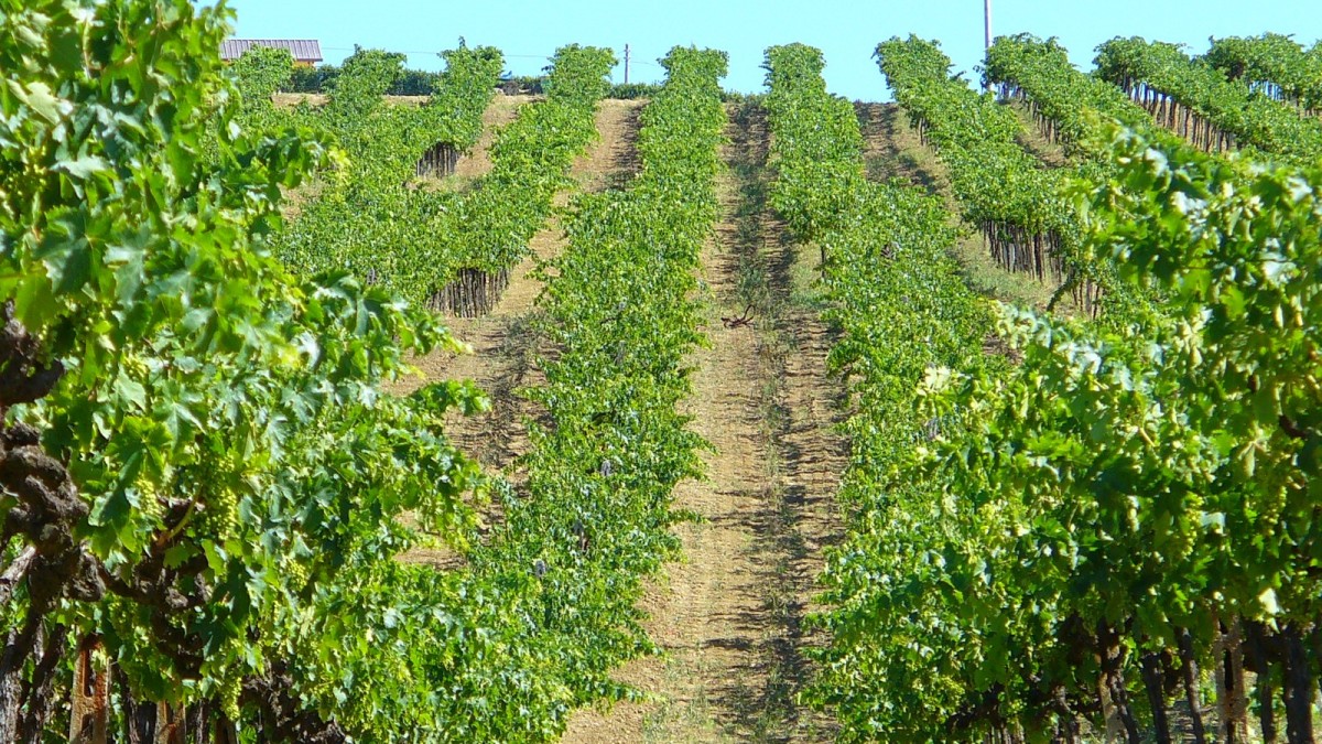 migliori vini abruzzesi