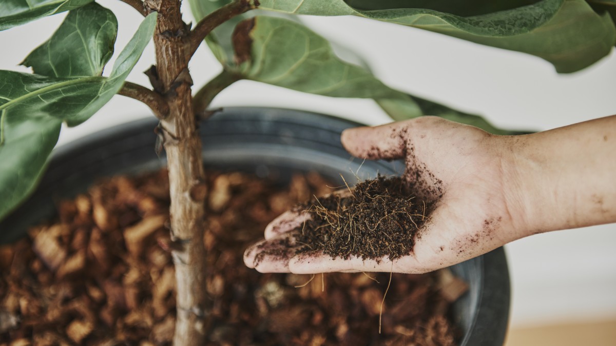 rinvasare piante grandi