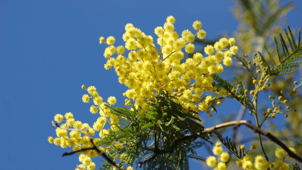 come fare una pianta di mimosa